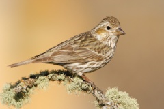 Cassin's Finch