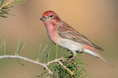 Cassin's Finch