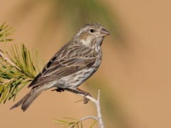 Cassin's Finch