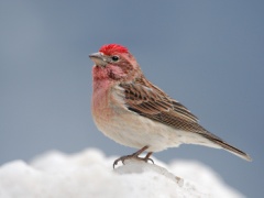 Cassin's Finch