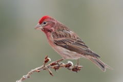 Cassin's Finch