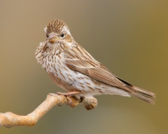 Cassin's Finch