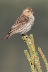 Cassin's Finch