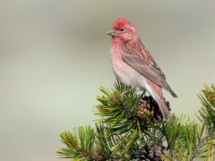 Cassin's Finch