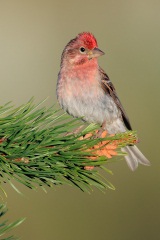 Cassin's Finch