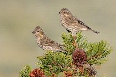 Cassin's Finch