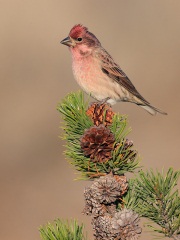 Cassin's Finch