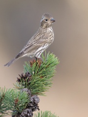 Cassin's Finch