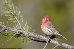 House Finch