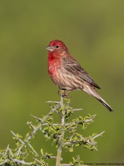 House Finch