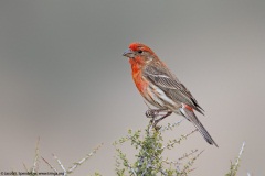 House Finch