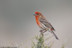 House Finch