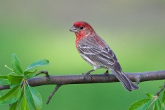 House Finch