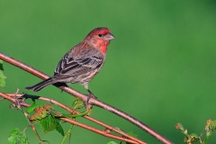 House Finch