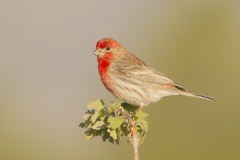 House Finch