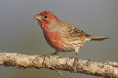 House Finch