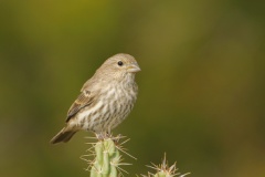 House Finch