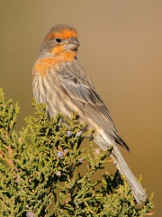 House Finch