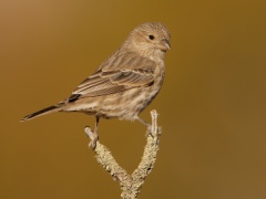 House Finch