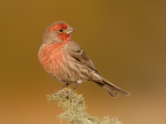 House Finch