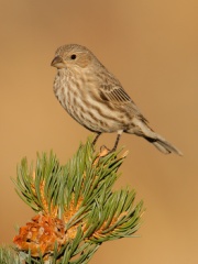 House Finch