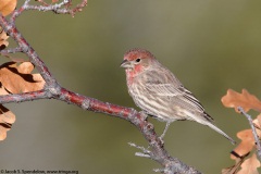 House Finch