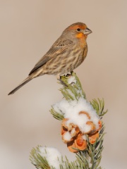 House Finch