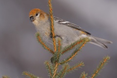 Pine Grosbeak