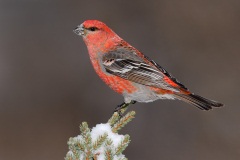 Pine Grosbeak