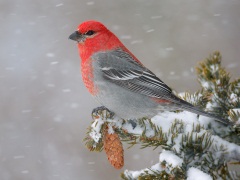 Pine Grosbeak