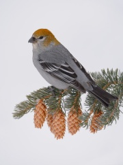 Pine Grosbeak