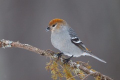 Pine Grosbeak