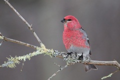 Pine Grosbeak