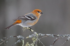 Pine Grosbeak