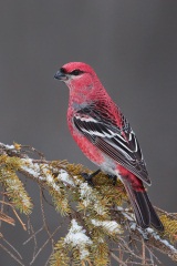 Pine Grosbeak