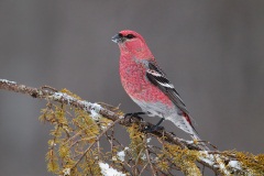 Pine Grosbeak