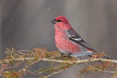 Pine Grosbeak