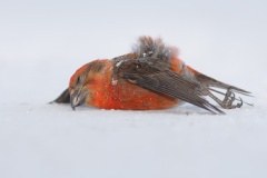 Red Crossbill