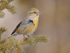 Red Crossbill