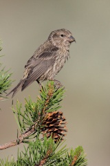 Red Crossbill