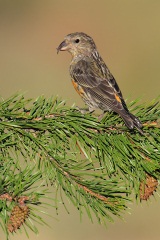 Red Crossbill