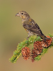 Red Crossbill