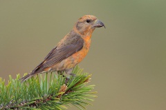 Red Crossbill