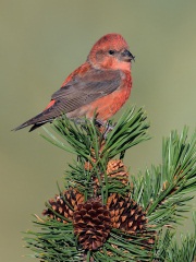 Red Crossbill