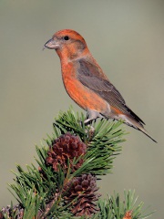 Red Crossbill