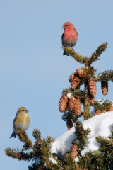 White-winged Crossbill