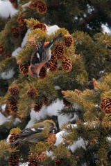 White-winged Crossbill