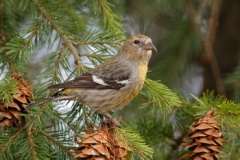 White-winged Crossbill