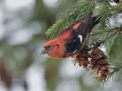 White-winged Crossbill