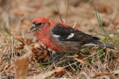 White-winged Crossbill